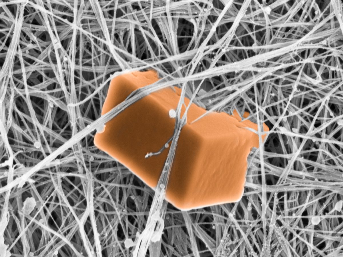 TCES Image Competition – Tissue and Cell Engineering Society